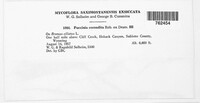 Puccinia recondita image